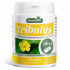 Tribulus - 200 gelules dosées 500 mg