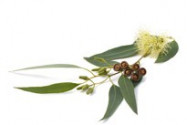 Eucalyptus Citriodora Bio